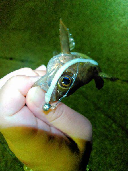 尺バーサーの巻